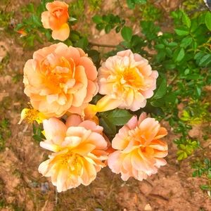 Meet your Posher, Pamela